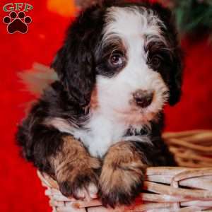 Whooper, Mini Bernedoodle Puppy